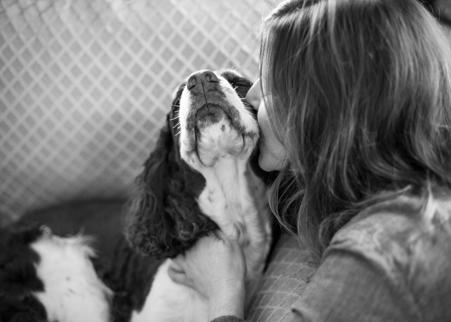 hbrownsphotography-lucy-kristin-hayes-springer-spaniel-web
