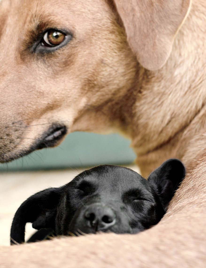 hbrownsphotography-surrogatewithpup-web