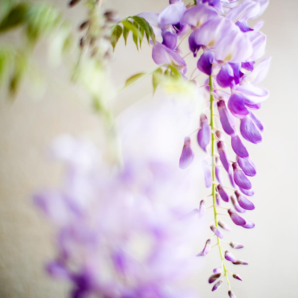 hbrownsphotography-wisteria-web