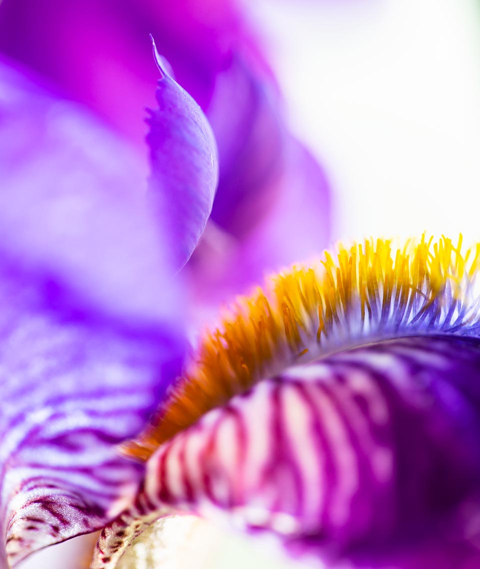 iris-purple-web