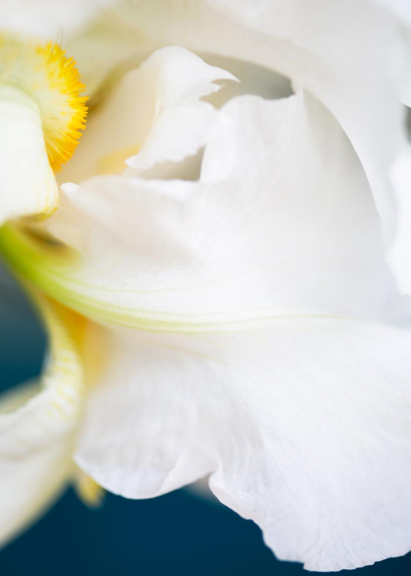 iris-white-blue-web